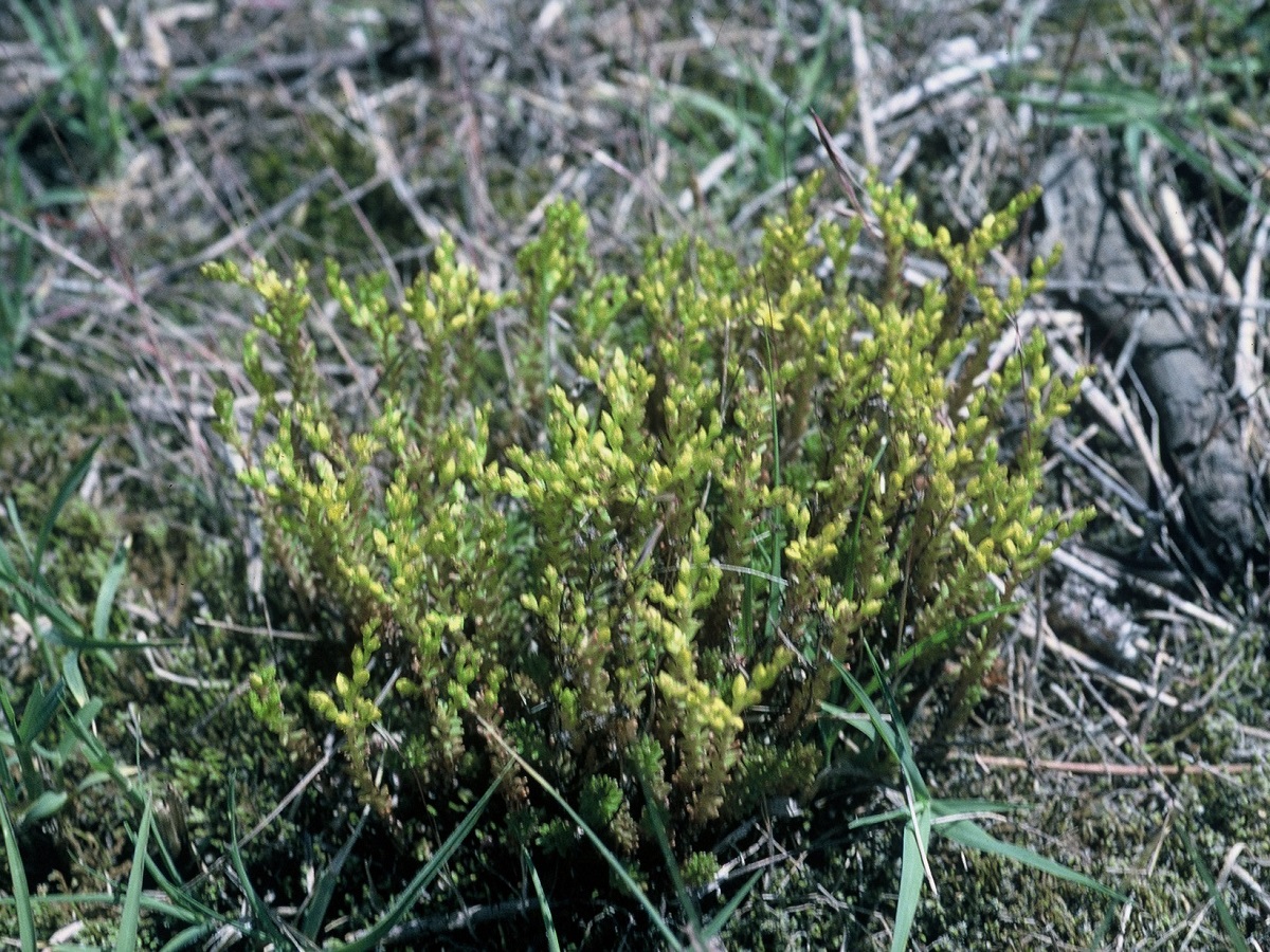 Sedum sexangulare (Crassulaceae)
